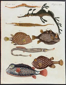 Bertuch - Fish or Sea Life (Seadragon, Trumpetfish, Boxfish, Pipefish). 46