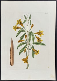 Catesby - Bigonia Americana (Cross Vine). 2-82