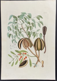 Catesby - Mahogany Tree with Narrow Leaf Misletoe. 2-81