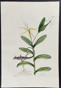 Catesby - Lion Lizard with Bahaman Orchid. 2-68