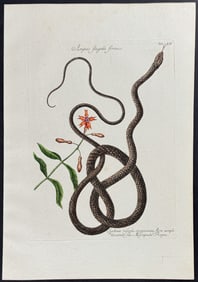 Catesby - Coach-Whip Snake with Indian. 2-54