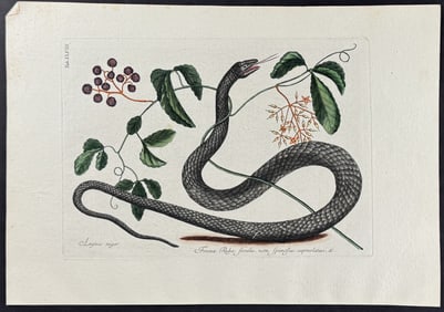 Catesby - Black Snake with Mock Grape. 2-48