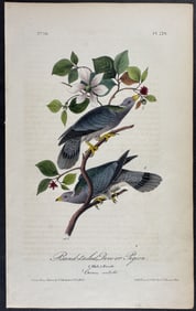 Audubon - Band-tailed Dove or Pigeon. 279