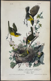 Audubon - Yellow-breasted Chat. 244