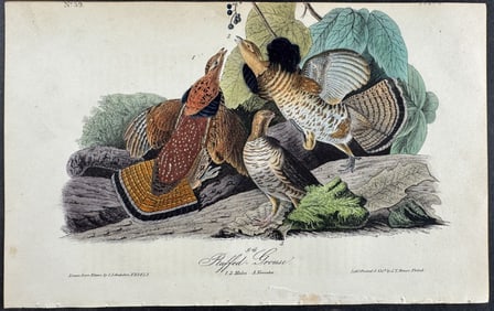Audubon - Ruffed-Grouse. 293