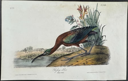 Audubon - Glossy Ibis. 358