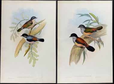 Gould - 3 Pteruthius Lithographs