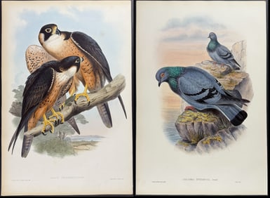 Gould - 4 Falcon & Pigeon Lithographs