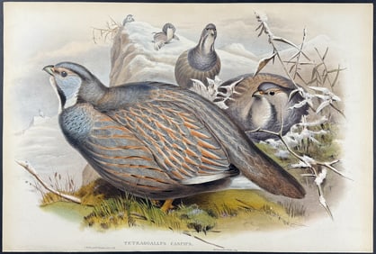 Gould - Caspian Snow-Partridge
