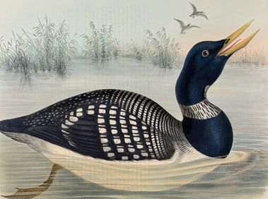 Elliot - Yellow-billed Loon (Colymbus Adamsii)