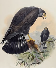 Elliot - Buzzard (Buteo zonocercus)