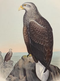 Elliot - White-tailed Eagle (Haliaetus albicilla)