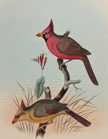 Elliot - Cardinal (Cardinalis igneus)
