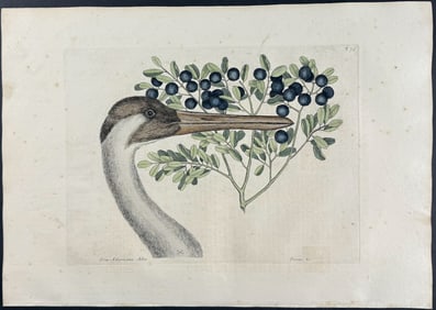Catesby, First Ed - Hooping Crane (Whooping Crane) with Bullet Bush. 1-75