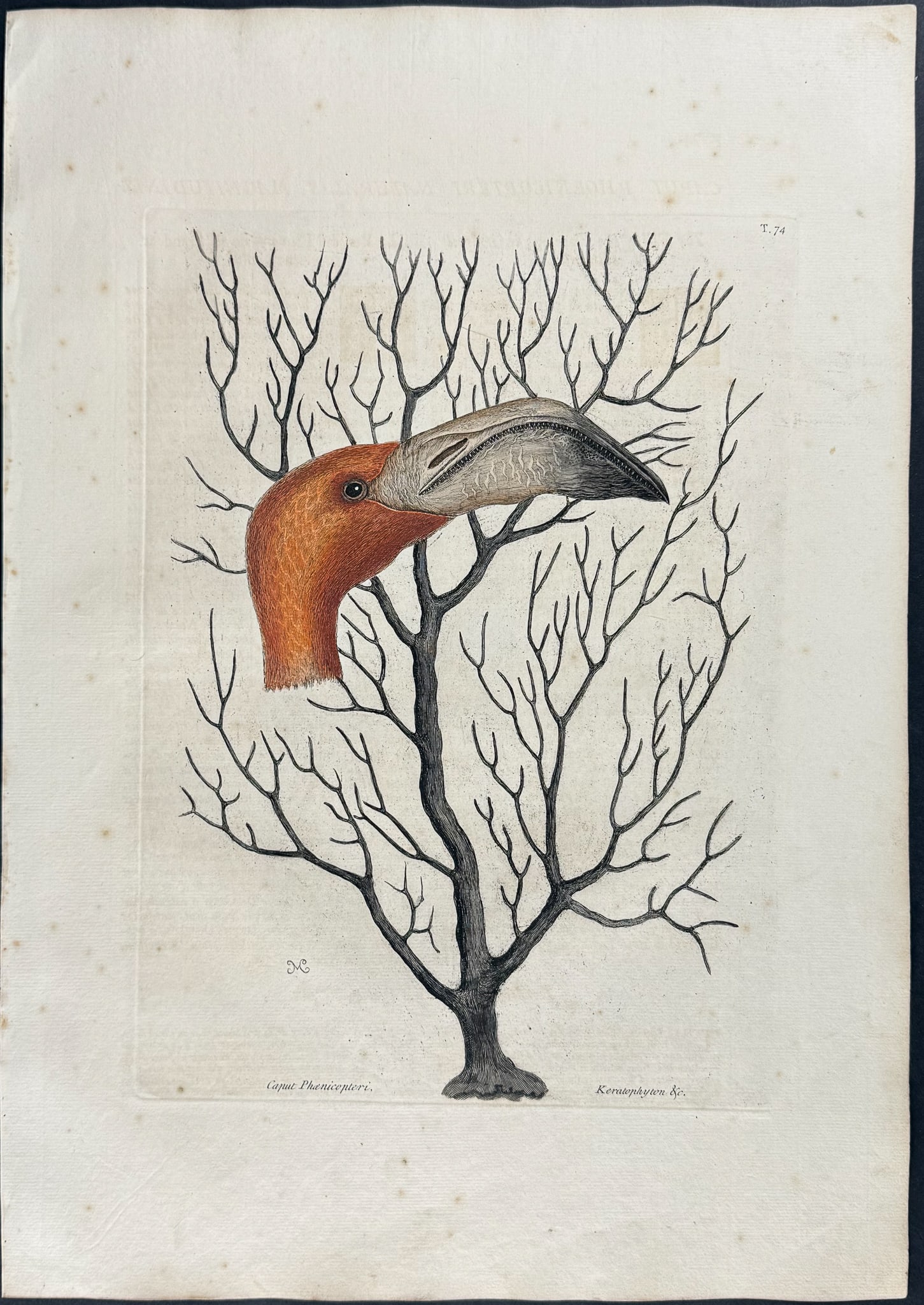 Catesby, First Ed - Bill of the Flamingo, in its full dimensions with Coral. 1-74: We are pleased to offer this folio engraving from Mark Catesby?s The Natural History of Carolina, Florida and the Bahama Islands: Containing the Figures of Birds, Beasts, Fishes, Serpents, Insects, an