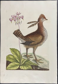 Catesby, First Ed - Heath Hen (Extinct) or Greater Prairie Chicken with the Eastern Shooting Star.