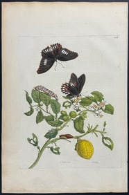 Merian, Folio - Mexican Lime Tree with Swallowtail Butterfly Metamorphosis. 17