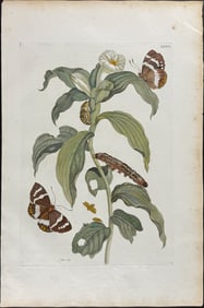 Merian, Folio - Tobacco Plant & Butterfly Metamorphosis. 36