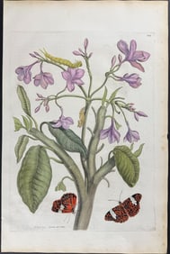 Merian, Folio - Frangipani with Red Cracker Butterfly Metamorphosis. 8