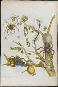 Merian, Folio - Spiders, Bird-eating Spider (Hummingbird & Eggs), Tarantula, Ants. 18