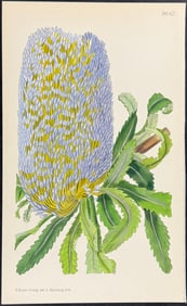 Curtis - Old Man Banksia (Native to Australia) [Banksia serrata]. 9642