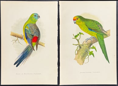 Greene - 6 Parrot or Parrakeet Prints