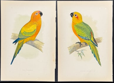 Greene - 4 Parrot, Parrakeet & Conure Prints