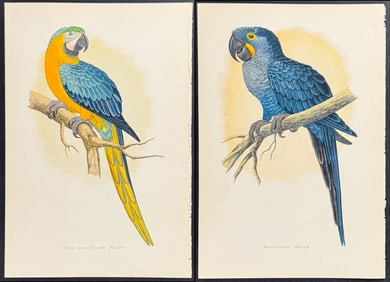Greene - 4 Macaw Prints