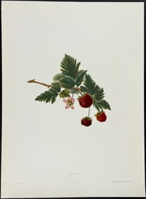 Sinclair, Hawaii - Akala (Rubus hawaiensis). 43