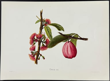 Sinclair, Hawaii - Ohia-Ai (Eugenia malaccensis). 41