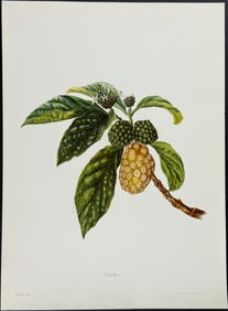 Sinclair, Hawaii - Noni (Morinda citrifolia). 40