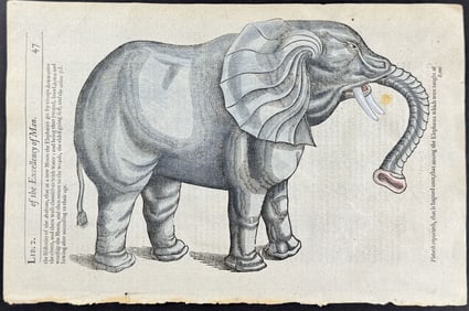 Pare, pub. 1664 - Elephant