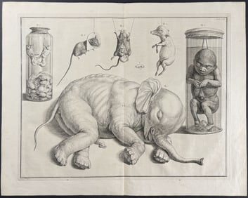 Seba - Preserved Specimens - Elephant, Human Child, Rodents