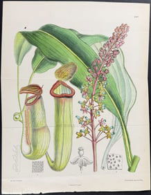Curtis - Carnivorous Plant: Swamp Pitcher Plant [Nepenthes Phyllamphora]. 8067
