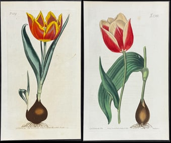 Curtis - Pair of Tulip Engravings