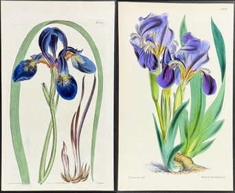 Curtis - 4 Iris Engravings