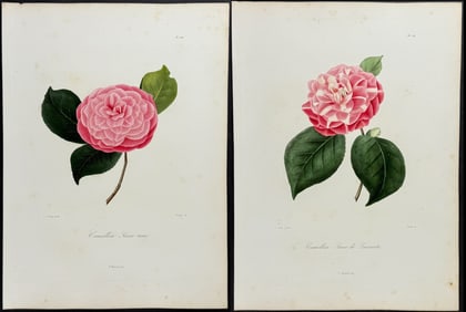 Berlese - 4 Camellia Engravings