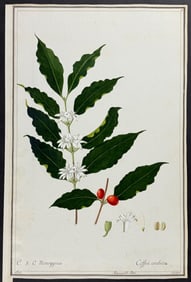 Original Watercolor of Arabica Coffee (Coffea arabica) after Ledl for Regnault (according to