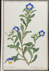Original Watercolor of Dwarf Morning Glory (Convolvulus tricolor) for Curtis & Morrison (according