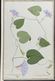 Original Watercolor of Beach Moonflower (Ipomea Violacea) after Ledel for Sloan (according to