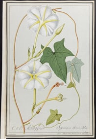 Original Watercolor of Moonflower (Ipomaea Bona Nox) after Ledelmaier for Jacquin (according to