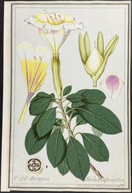 Original Watercolor of Showy Chalicevine (Solandra grandiflora) after Ledelmaier for Jacquin