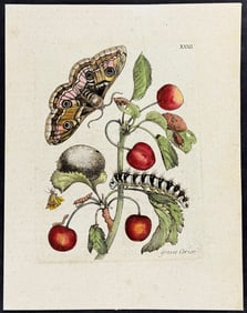 Merian - Cherries & Moth Metamorphosis. 23