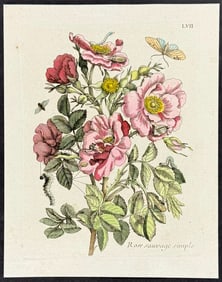 Merian - Roses & Moth Metamorphosis. 57