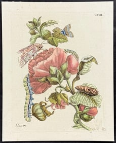 Merian - Mallow & Moth Metamorphosis. 108