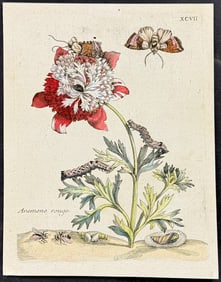 Merian - Anemone & Moth Metamorphosis. 97