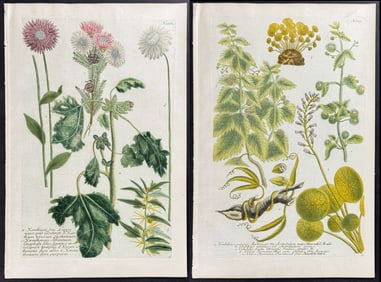 Weinmann - 6 Botanical Engravings