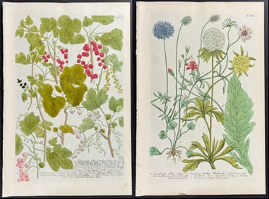 Weinmann - 6 Botanical Engravings