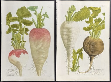 Weinmann - 3 Radish Engravings