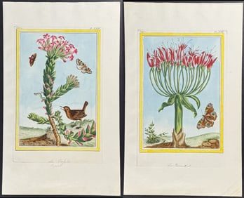 Buchoz - Pair of Botanical, Bird, & Insect Engravings